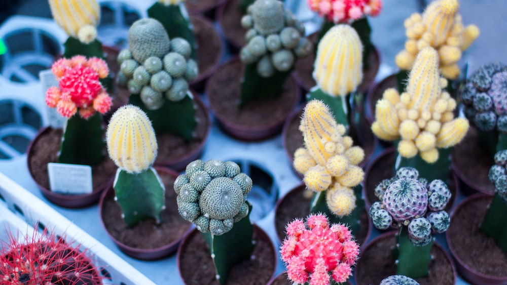 15 Varieties of Flowering Cacti
