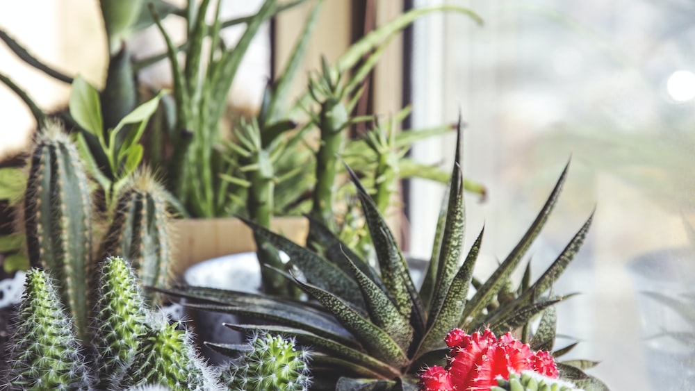 Assorted Cacti in Window