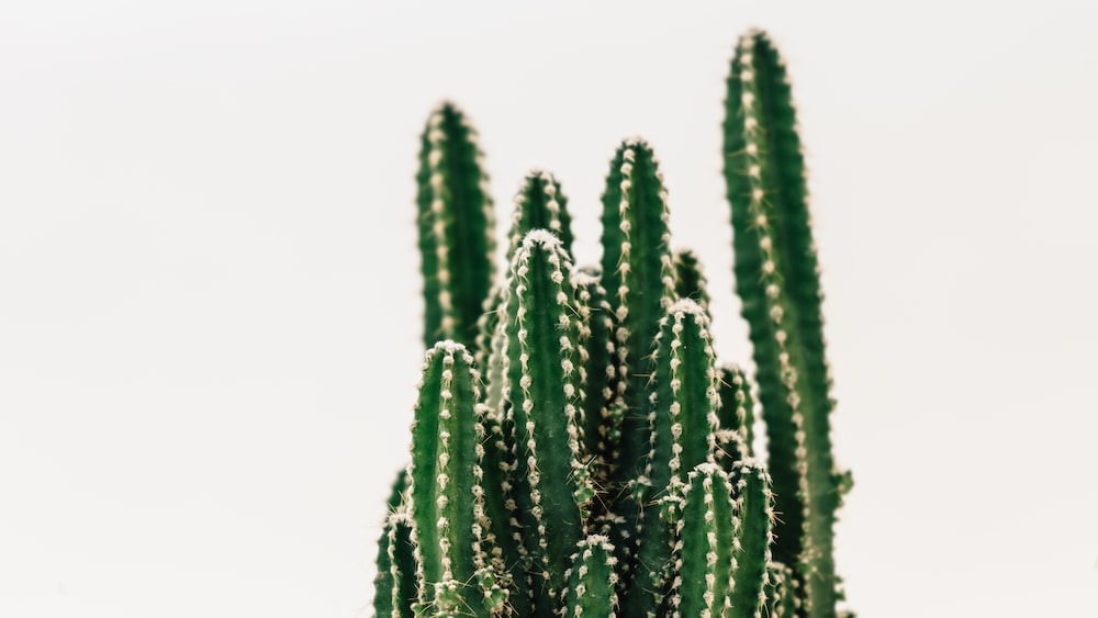 Beautiful Green Cactus: A Delightful Introduction to Cacti