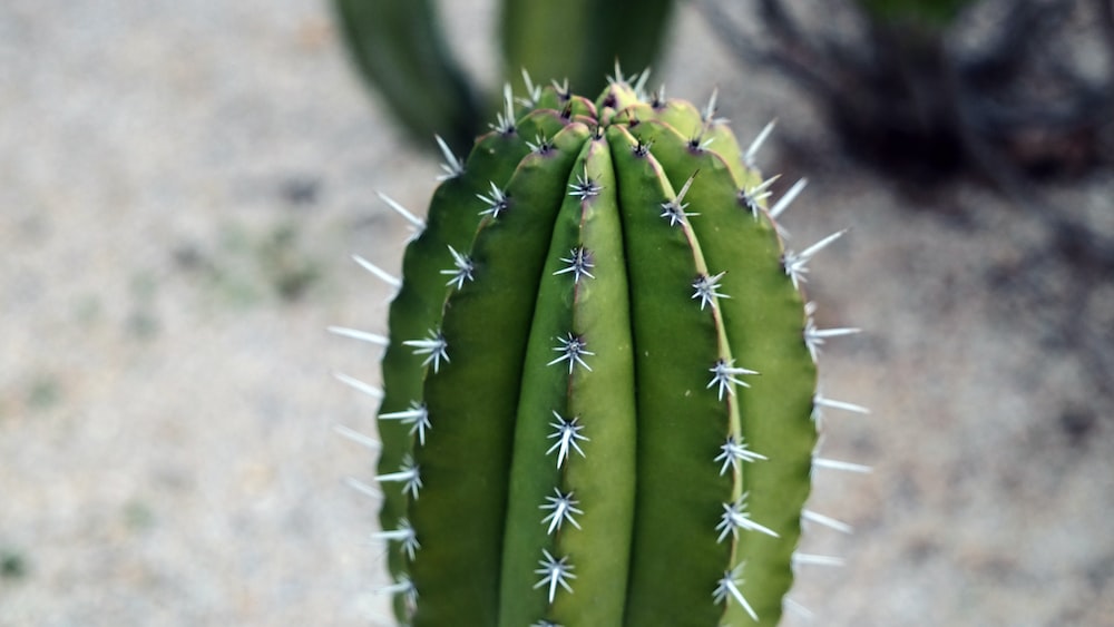 Cacti: A Feisty Close-Up of a Green Cactus
