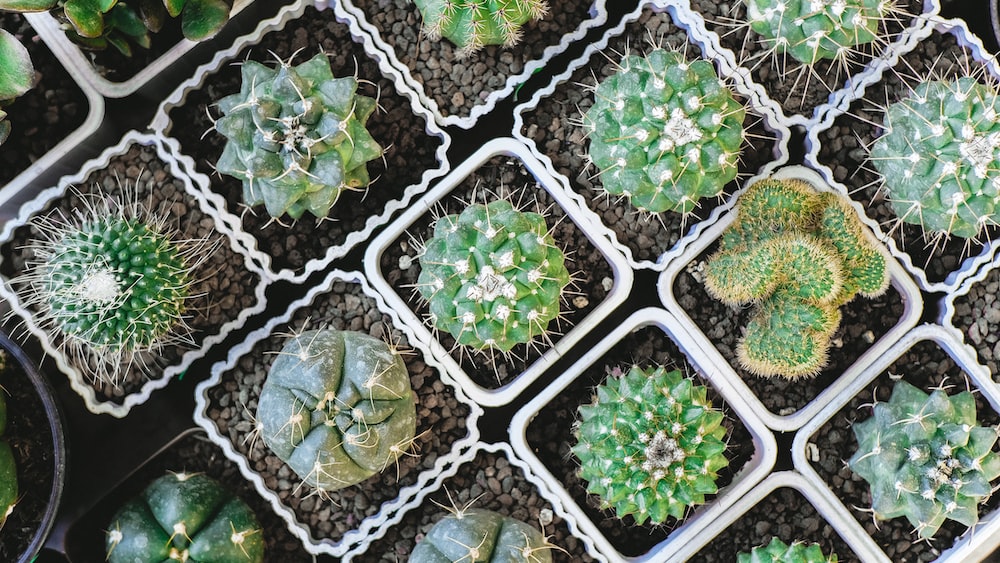 Cacti: Aerial Photography of Stunning Green Plants