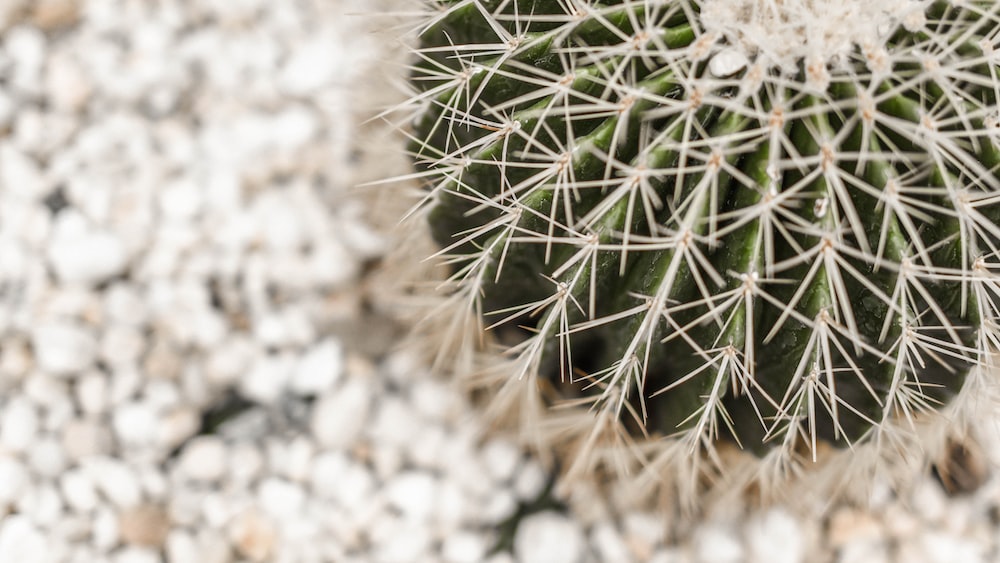 Cacti / Cactus - Selective Focus Photo of Green Cactus