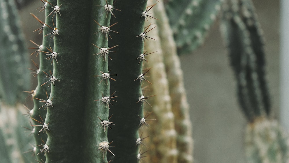 Cacti Close-Up: A Green Epiphytic Delight