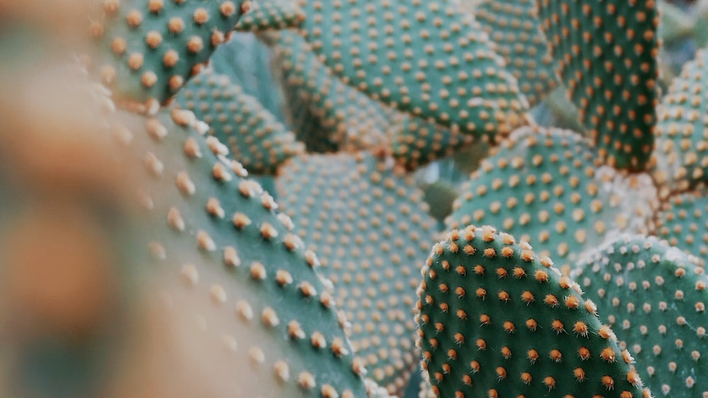 Cacti Close-Up: Exploring the Brazilian Rhipsalis Pilocarpa
