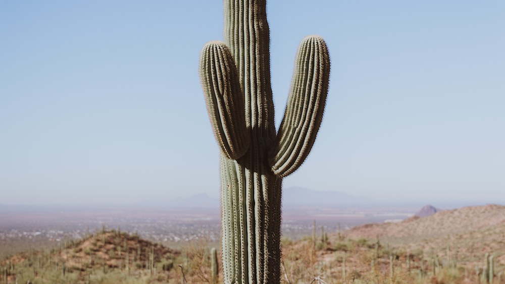 Cacti: Closeup Photography of a Rhipsalis Seedling