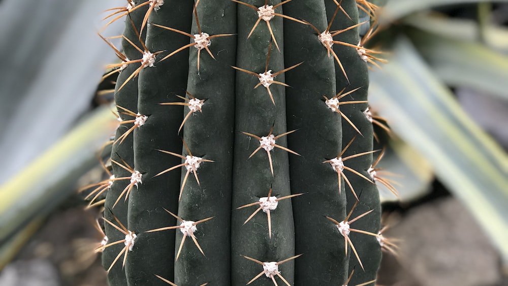 Cacti Delight: Close-Up of Stunning Kiev Botanical Garden Specimen