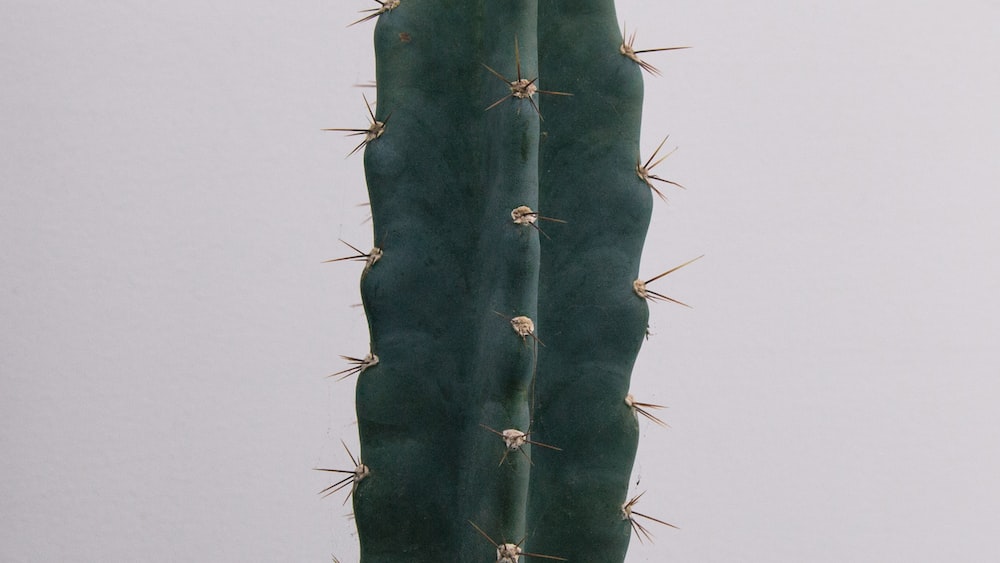 Cacti: Green Cactus Plant Beside White Wall