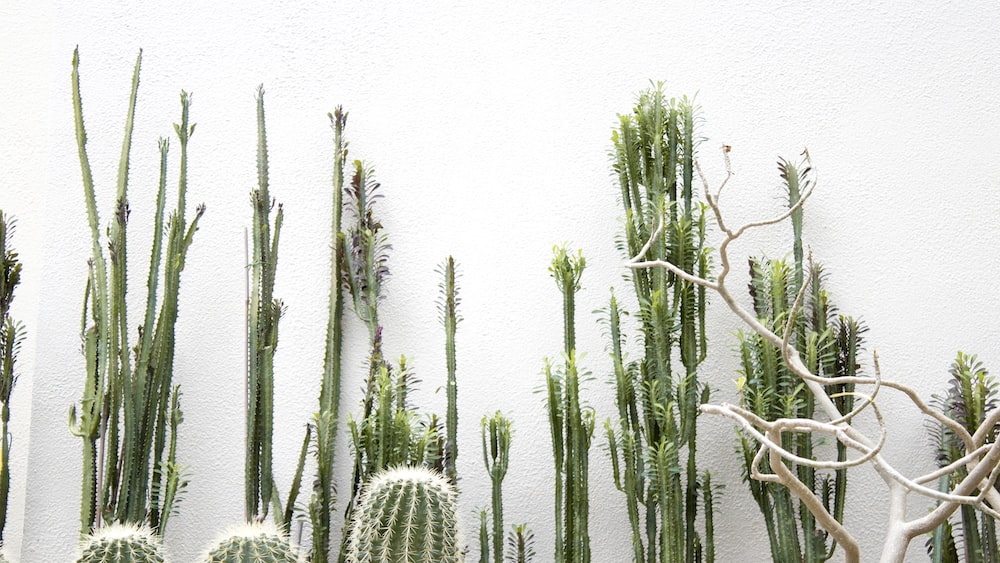 Cacti: Green Cactus Plants in Mastering Rhipsalis Capilliformis