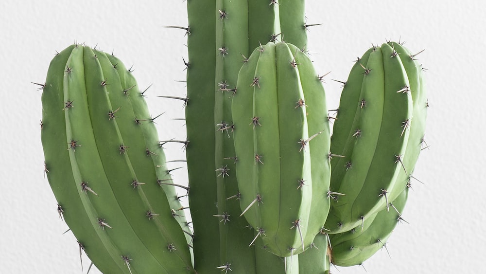 Cacti: Rhipsalis Sulcata