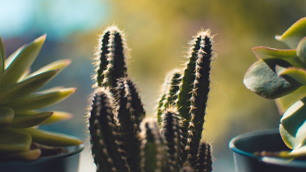 Cacti: Selective-Focus Photography of Green Beauties