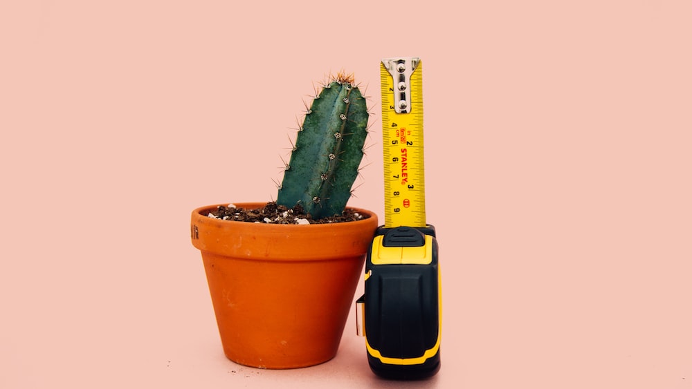 Cacti Size Matters: A Green Cactus in a Brown Pot