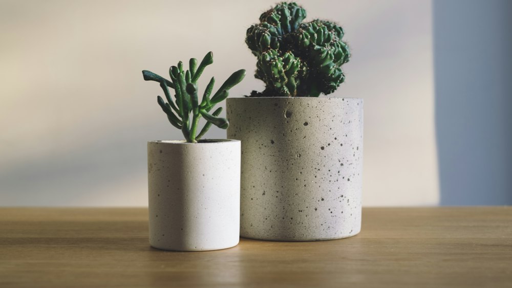 Cacti and Potted Plants: Mastering Care for Rhipsalis Mistletoe Cactus