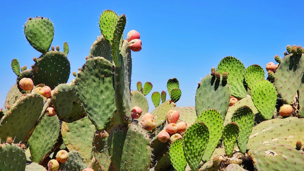 Cacti and Rhipsalis: A Vibrant Display of Green Cactus Plants