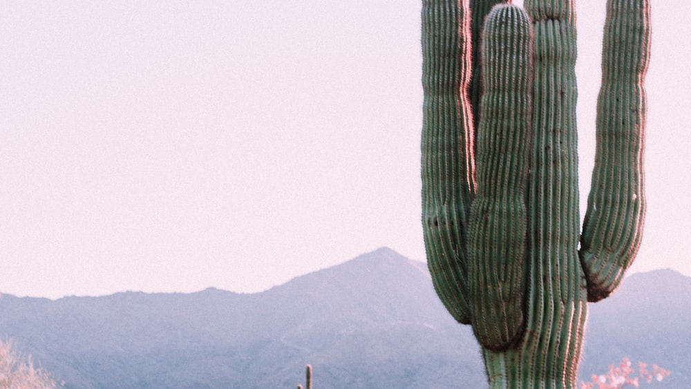 Cacti and Rhipsalis Crispata: A Captivating Pair