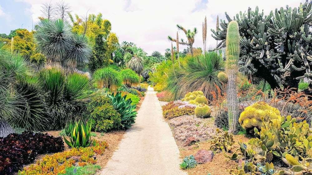 Cacti and Succulents Pathway in California Desert