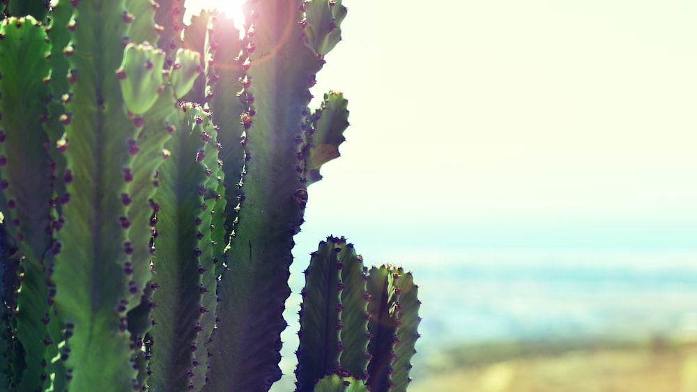 Cacti basking in the sun near the ocean