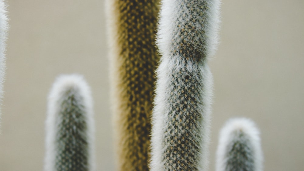 Cacti in Close-Up