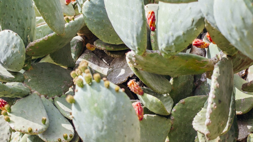 Cacti in Malta: Green Cactus Plant Closeup