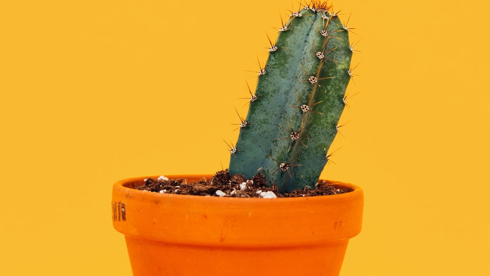 Cacti in Orange Pot