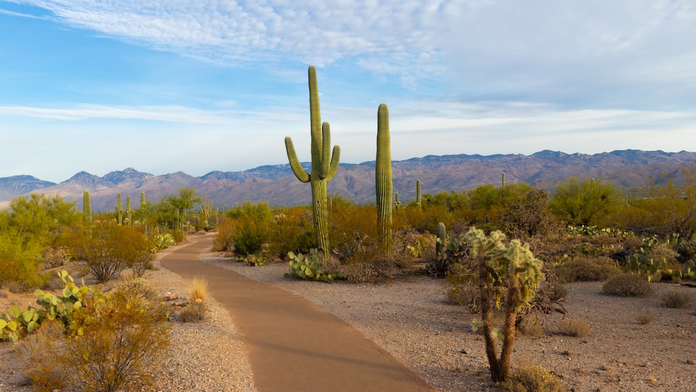 Cacti in Saguaro National Park: A Green Delight