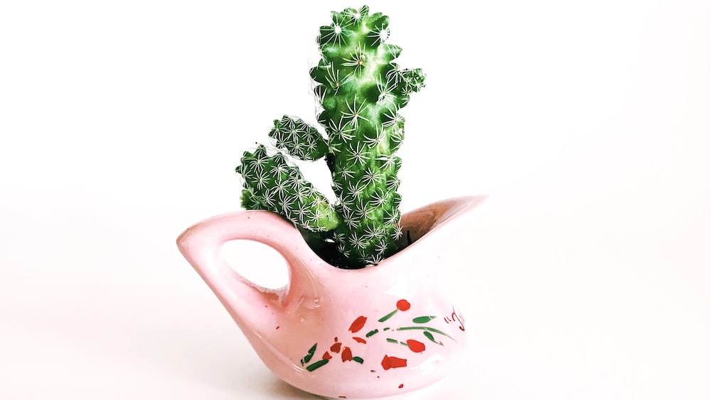 Cacti in a Pink Ceramic Pot