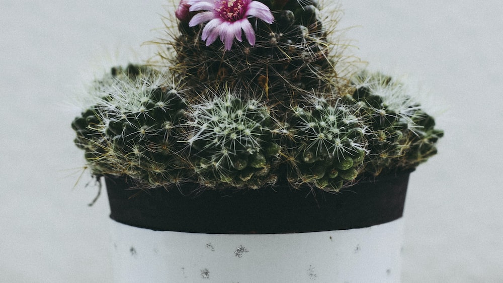 Cacti in a Pot: Pink Barrel Cactus Flowers in White Pot