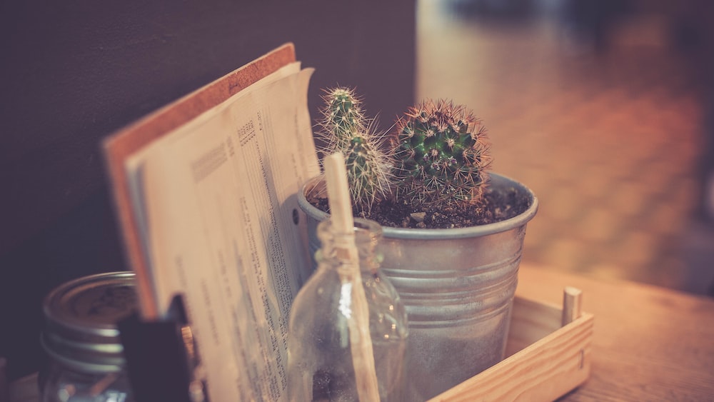 Cacti in a Trendy Restaurant Setting