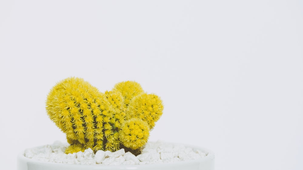 Cacti in a White Pot: Enjoy this Photo!