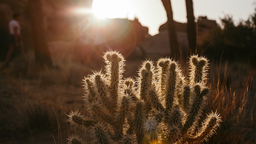 Cacti in the Desert: A Fascinating Sight