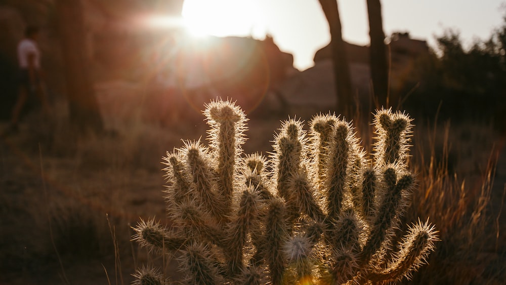 Cacti in the Desert: Baby Plant in the Wild