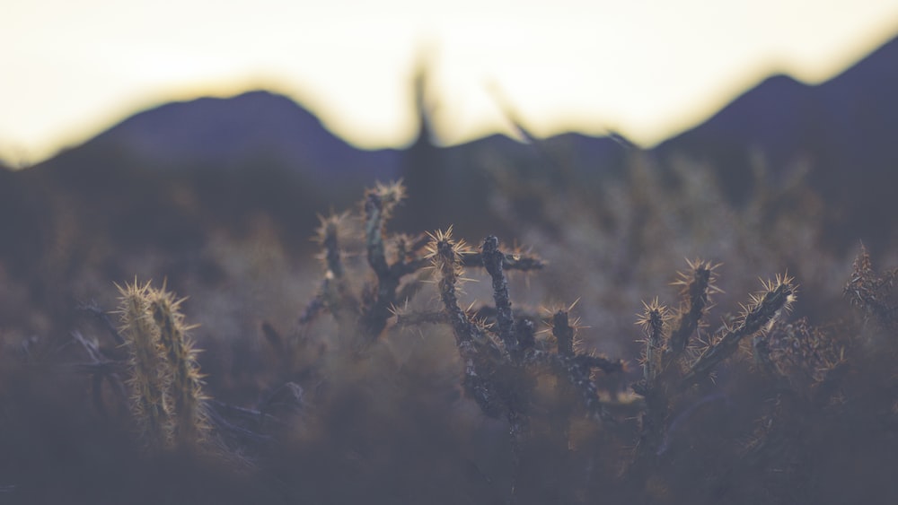 Cacti in the Sun: A Selective-focus Photography