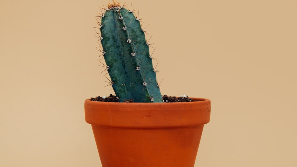 Cactus: A Fascinating Look at a Green Potted Cactus