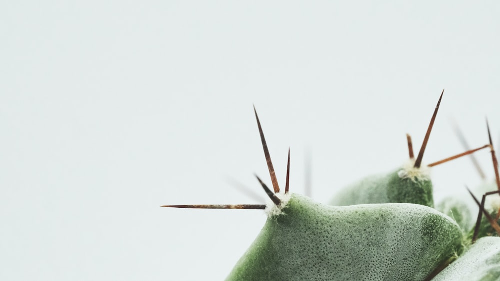 Cactus Close Up A Macro Shot of Green Beauty