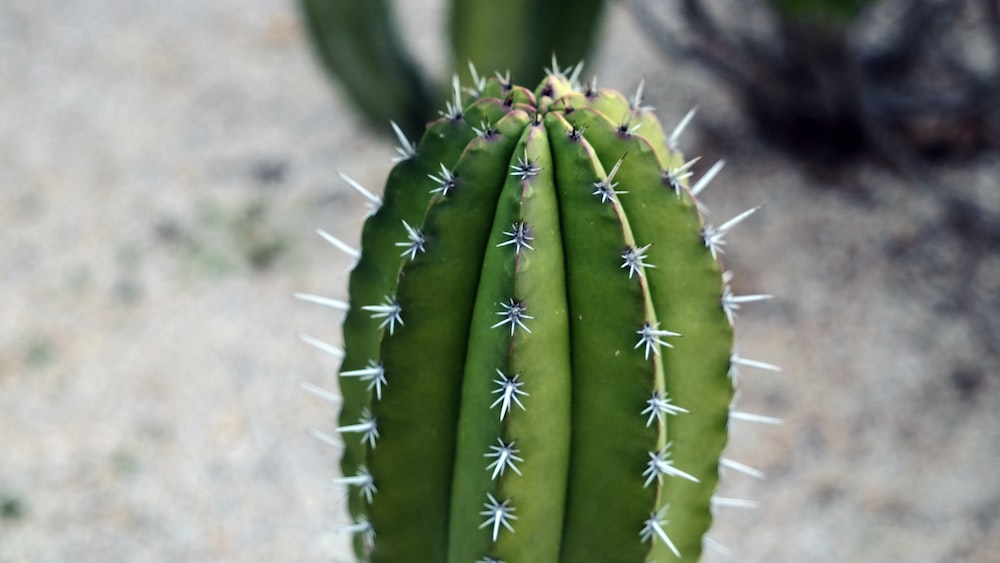 Cactus Close-Up: Exploring the Feisty World of Rhipsalis Cruciformis