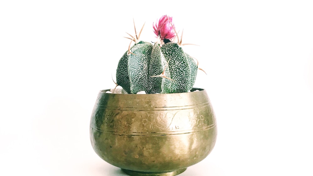 Cactus with Pink Petaled Flower in Brass-Colored Pot