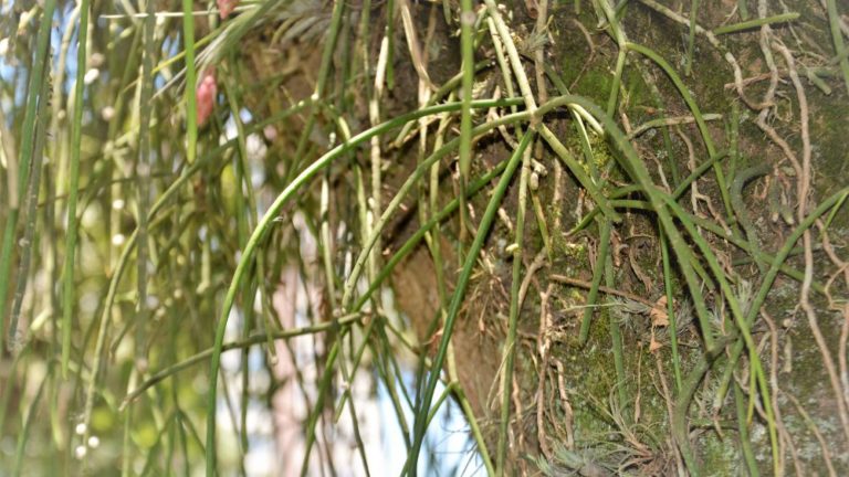 Can You Grow Rhipsalis Outside? Expert Tips And Care Guide