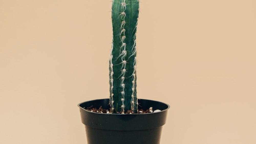 Captivating Cacti: Green Cactus in a Black Pot