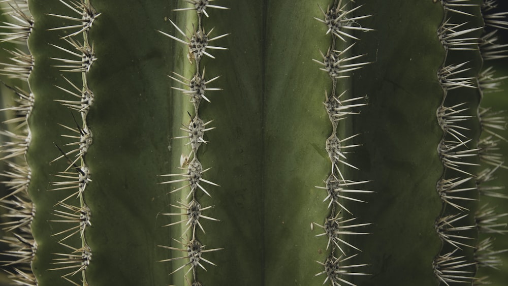 Captivating Macro Photograph of Cacti