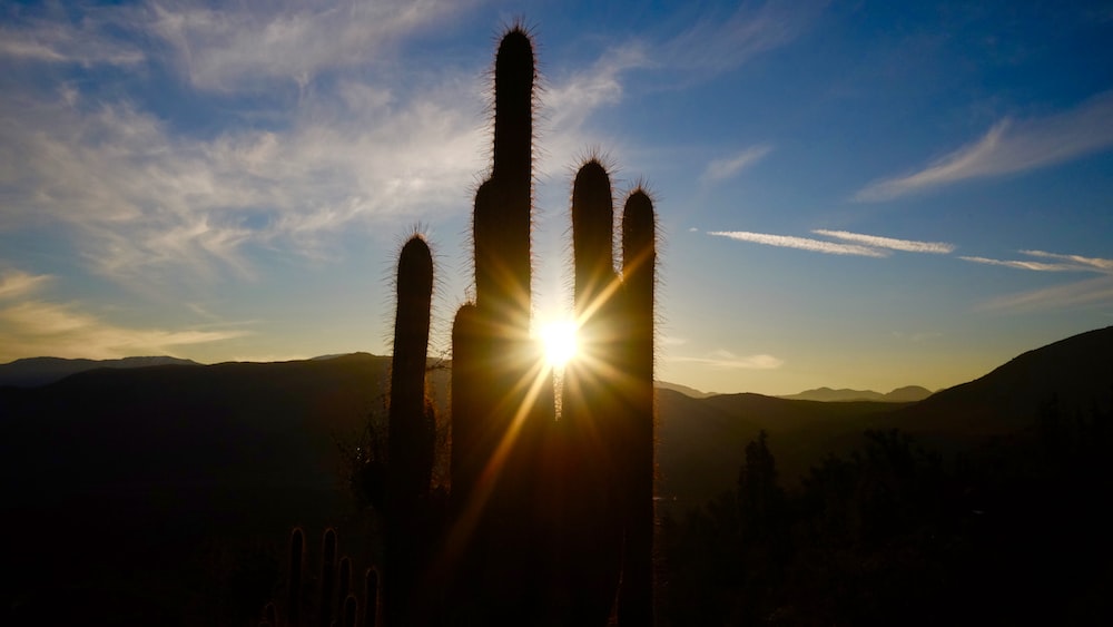 Captivating Sunset: A Glimpse of Cacti in the Golden Hour