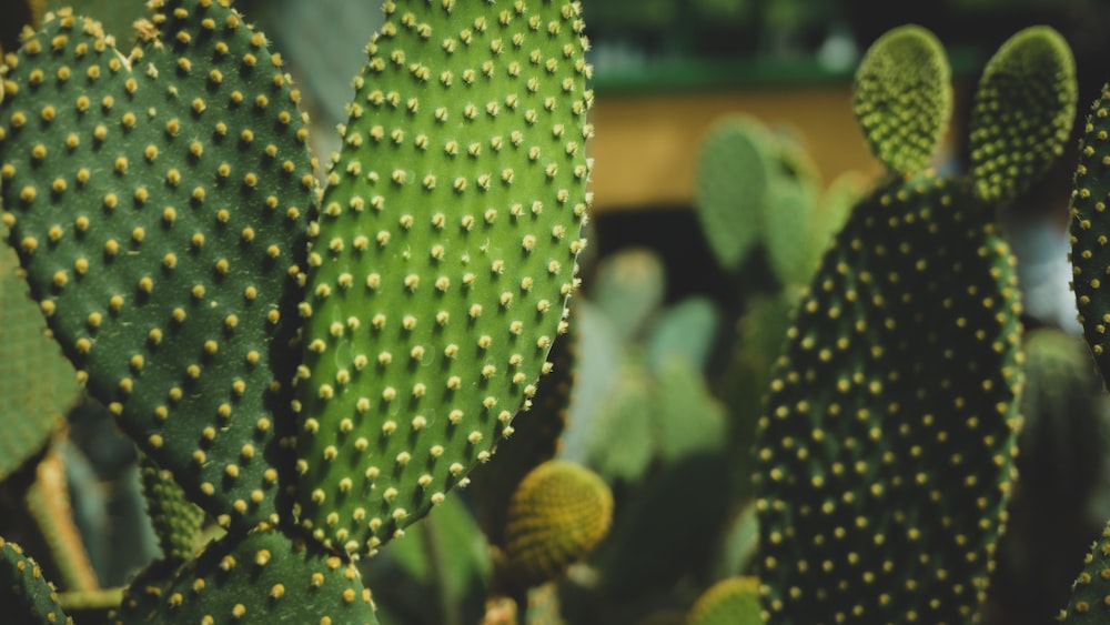 Closeup of a Flowering Mistletoe Cactus (Rhipsalis Heidelberg)