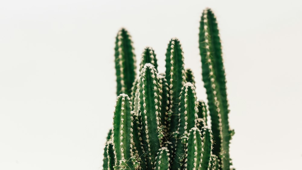 Dancing Bones Cactus - A Green Beauty