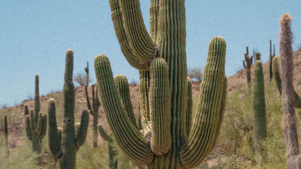 Exploring the Beauty of Rhipsalis Lindbergiana: Green Cactus Plants