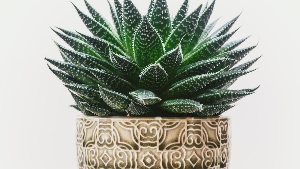 Exploring the Beauty of Rhipsalis Quellebambensis: A Small Green Cactus in a Decorative Pot