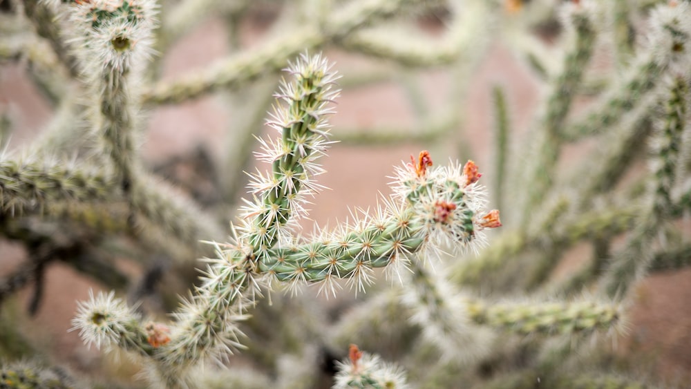 Exquisite Green Cactus: A Captivating Sight