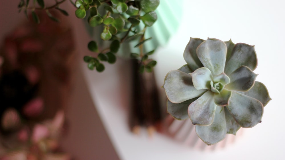 Green Blooming Succulent Plant: A Visual Guide to Cacti