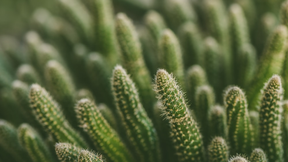 Green Trailing Wonder: Captivating Cactus Plant in Selective Focus