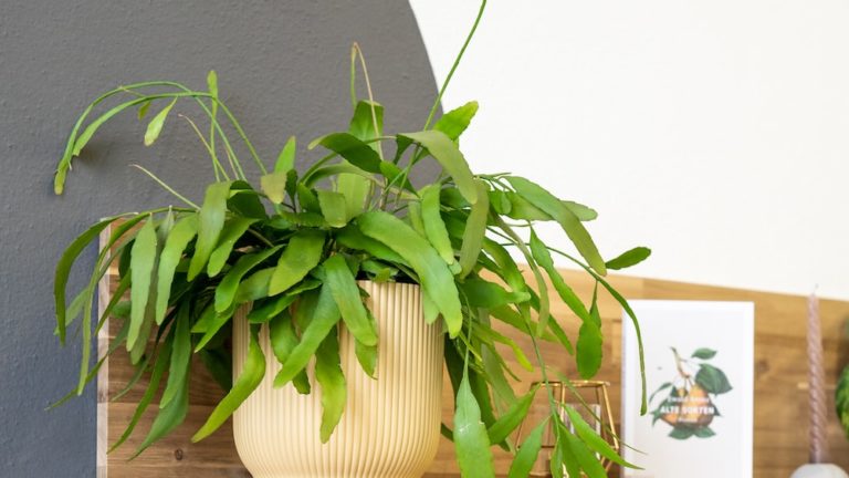 Master The Art: How To Grow Rhipsalis From Seed