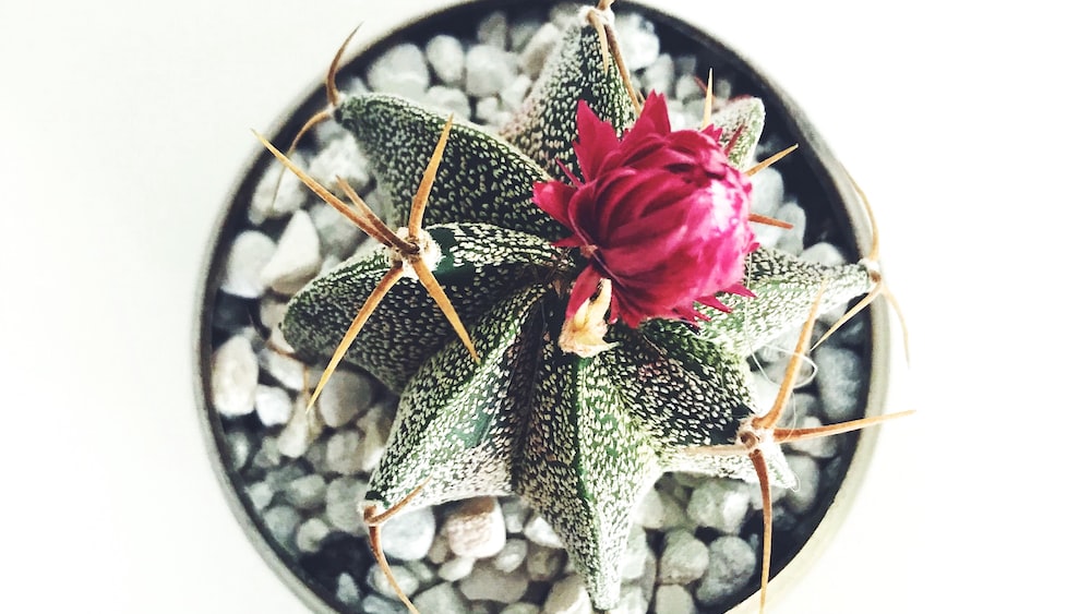 Leighton Cactus: A Stunning Red Cactus Flower