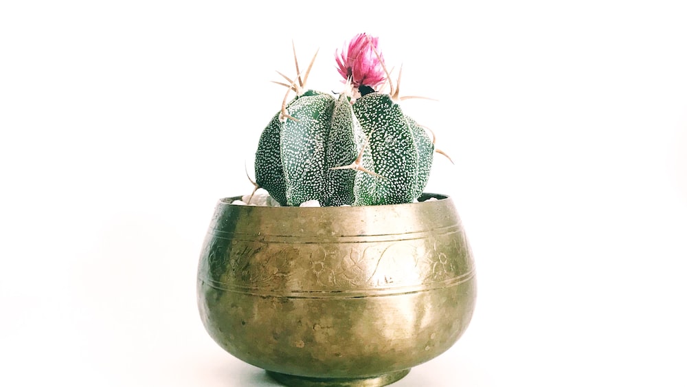 Pink Petaled Flower Cactus on Brass-Colored Pot