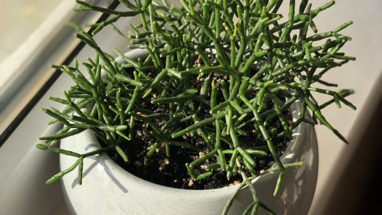 Unlock The Beauty Of Rhipsalis Cereoides: A Guide To Growing And Caring For This Epiphytic Cactus